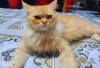 Persian cat PureBride